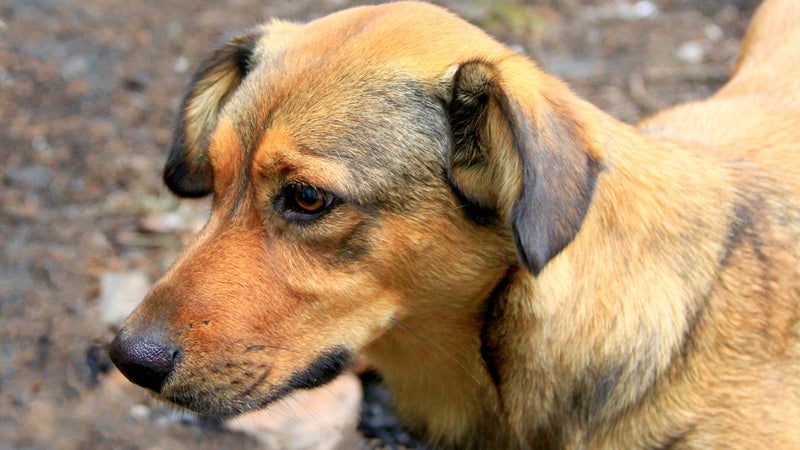 se puede contraer la rabia por tocar un animal muerto