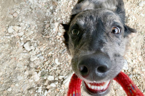 Cómo lograr que tu perro no muerda