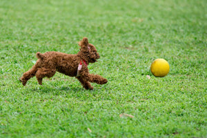 Los mejores juguetes para cachorros