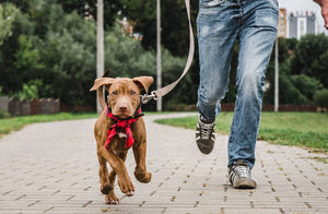 ¿Cómo funcionan los collares antiparasitarios para mascotas?