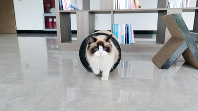 Rascador Para Gato M-Pets Cartón Negro y Café