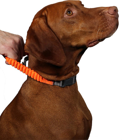 Penn Plax Bungee Collar
