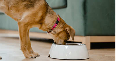 CÓMO ELEGIR EL MEJOR ALIMENTO SEGÚN LA EDAD Y TAMAÑO DE TU MASCOTA