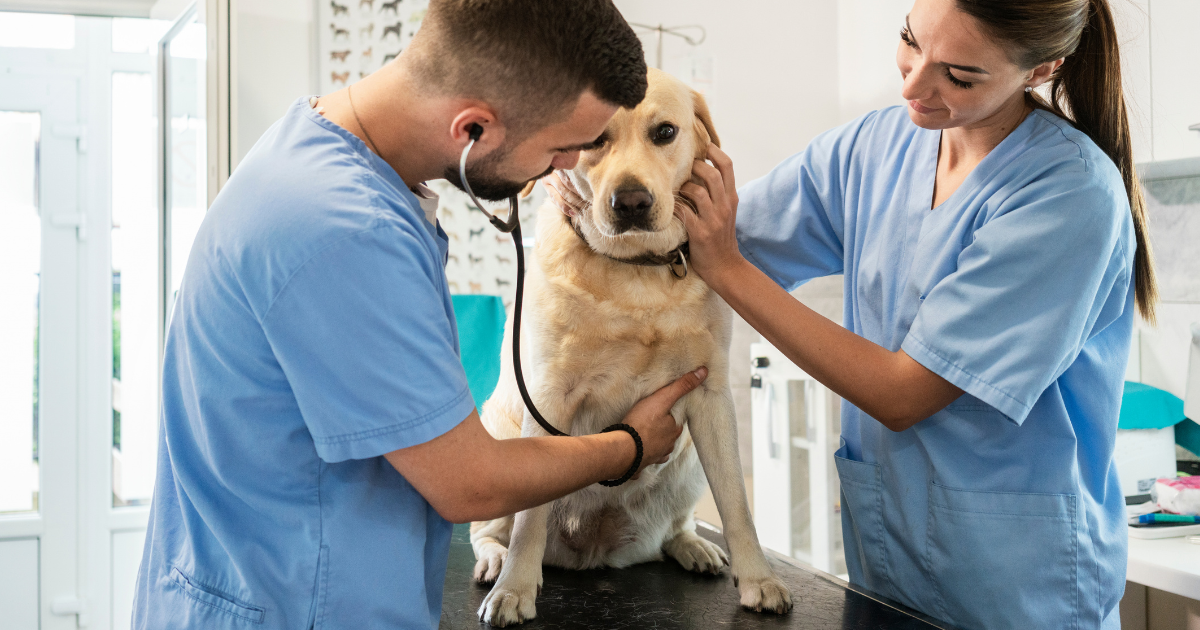 CHEQUEOS VETERINARIOS POR ETAPA: CACHORRO, ADULTO Y SENIOR