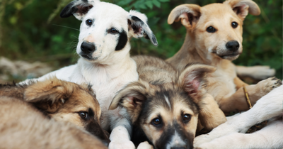 ¿ADOPTAR O COMPRAR? FACTORES CLAVE PARA DECIDIR