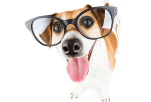 Consejos para cuidar a tu perro si tiene problemas de visión