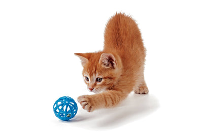 Tips para consentir a tu gato en su dia