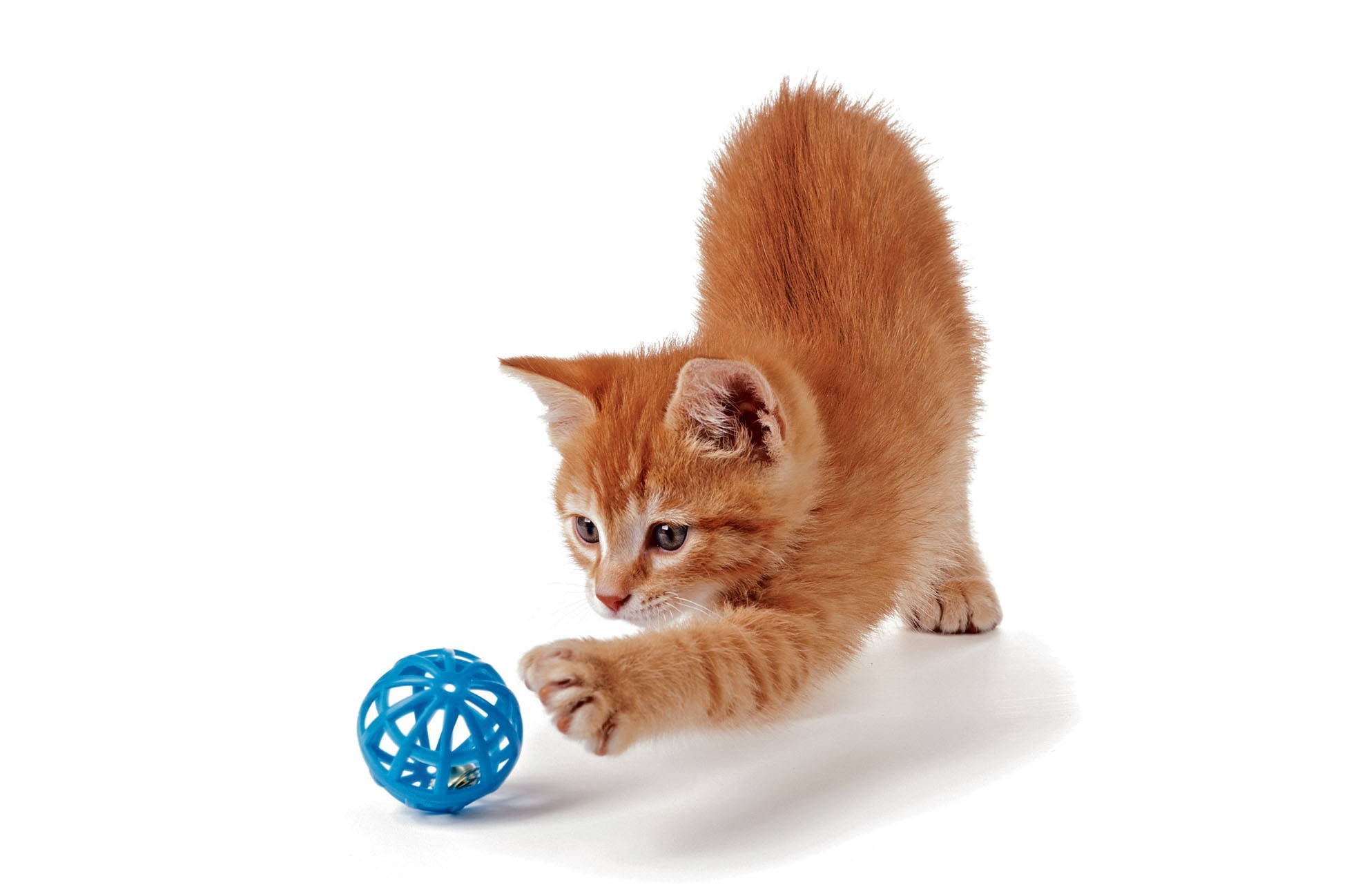Tips para consentir a tu gato en su dia