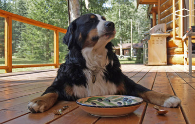 ¿Qué alimento debo darle a mi mascota según su edad?