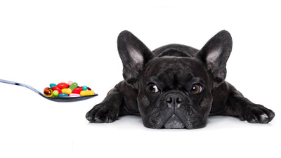 ¿Cómo saber cuándo mi perro está enfermo?