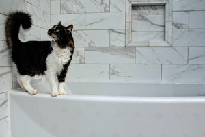 ¿Debería bañar a mi gato?