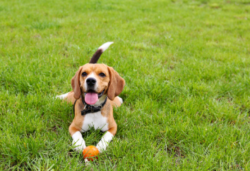 Mascotas y calor: riesgos, prevención y productos recomendados