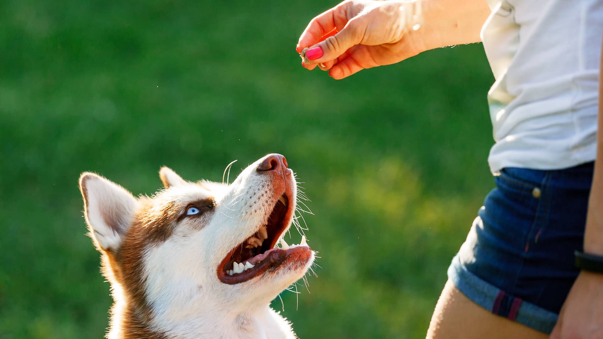 Cómo administrar premios y treats de tu mascota