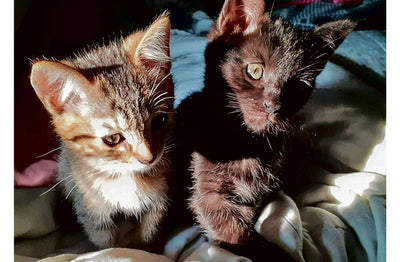 ¡Los gatos también necesitan ser rescatados!
