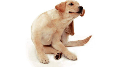 Mi perro se rasca mucho”, podría tener problemas de piel