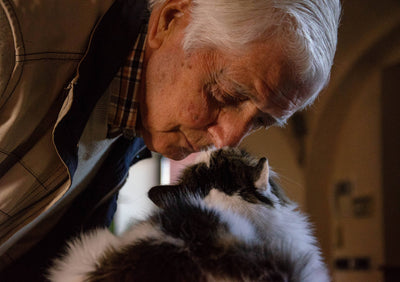 5 razones por las que tener un gato es bueno para la salud