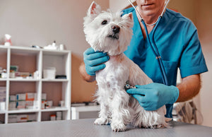 La importancia del cuidado veterinario
