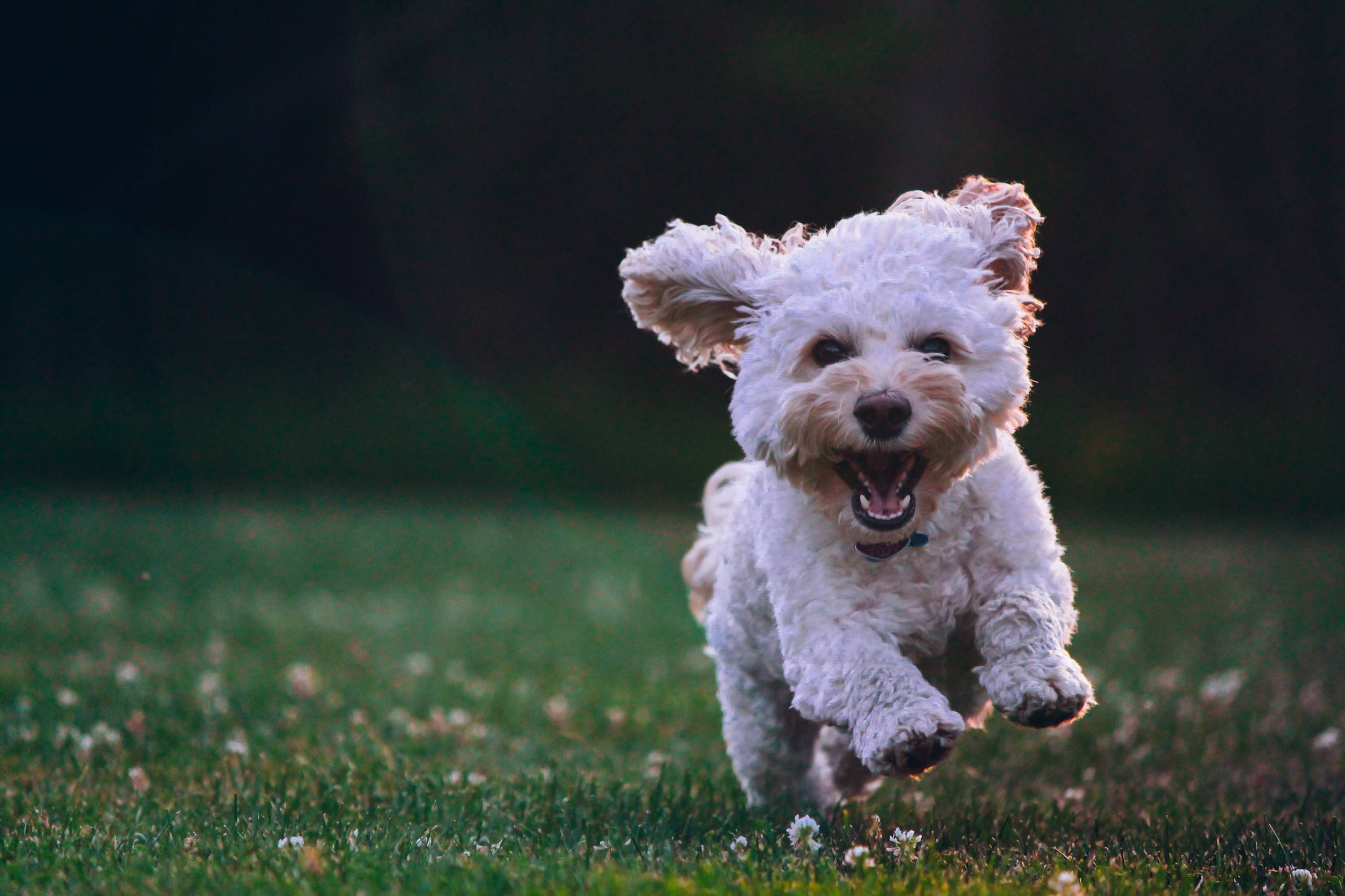 ¿Por qué las mascotas nos hacen felices?