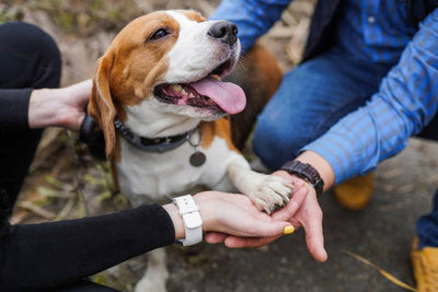 ¿Puede mi mascota transmitirme alguna enfermedad?