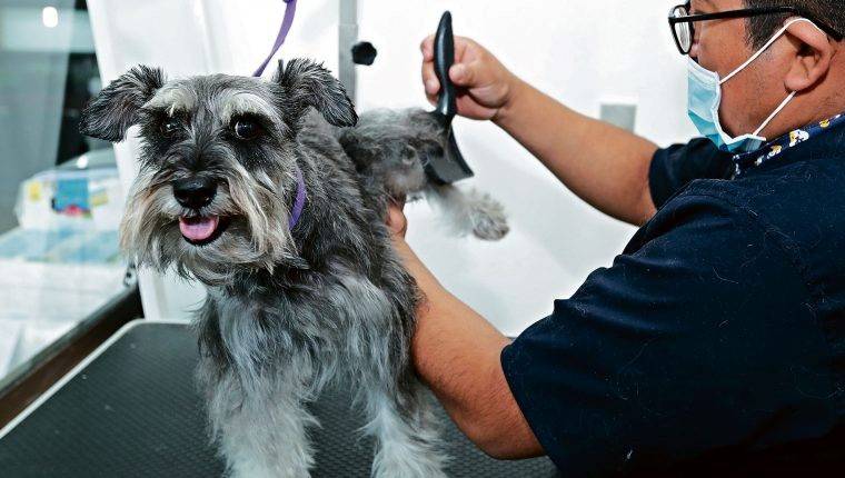 ¡Es hora del Grooming!