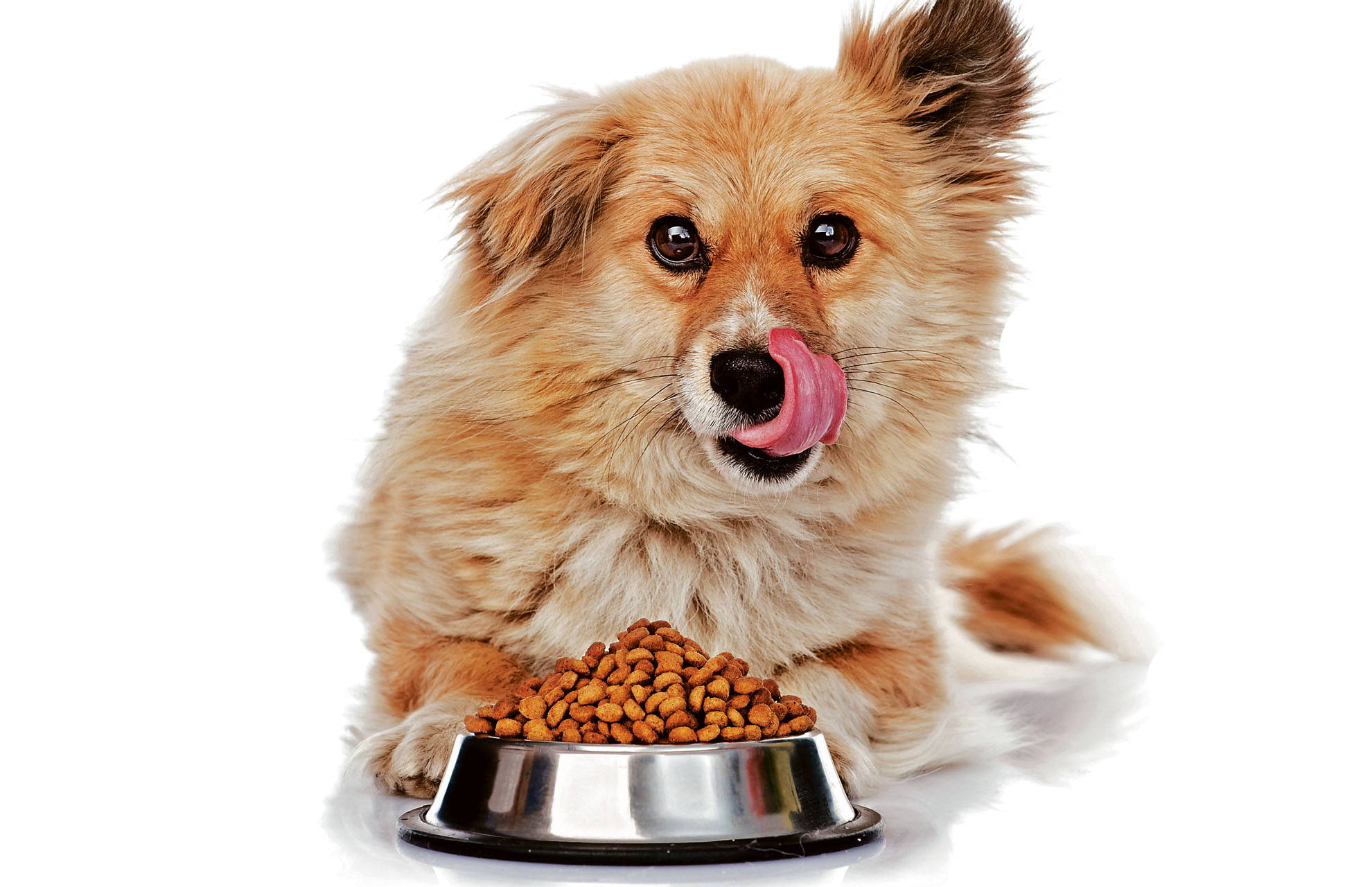 ¿Cuál es el mejor alimento para mi mascota?
