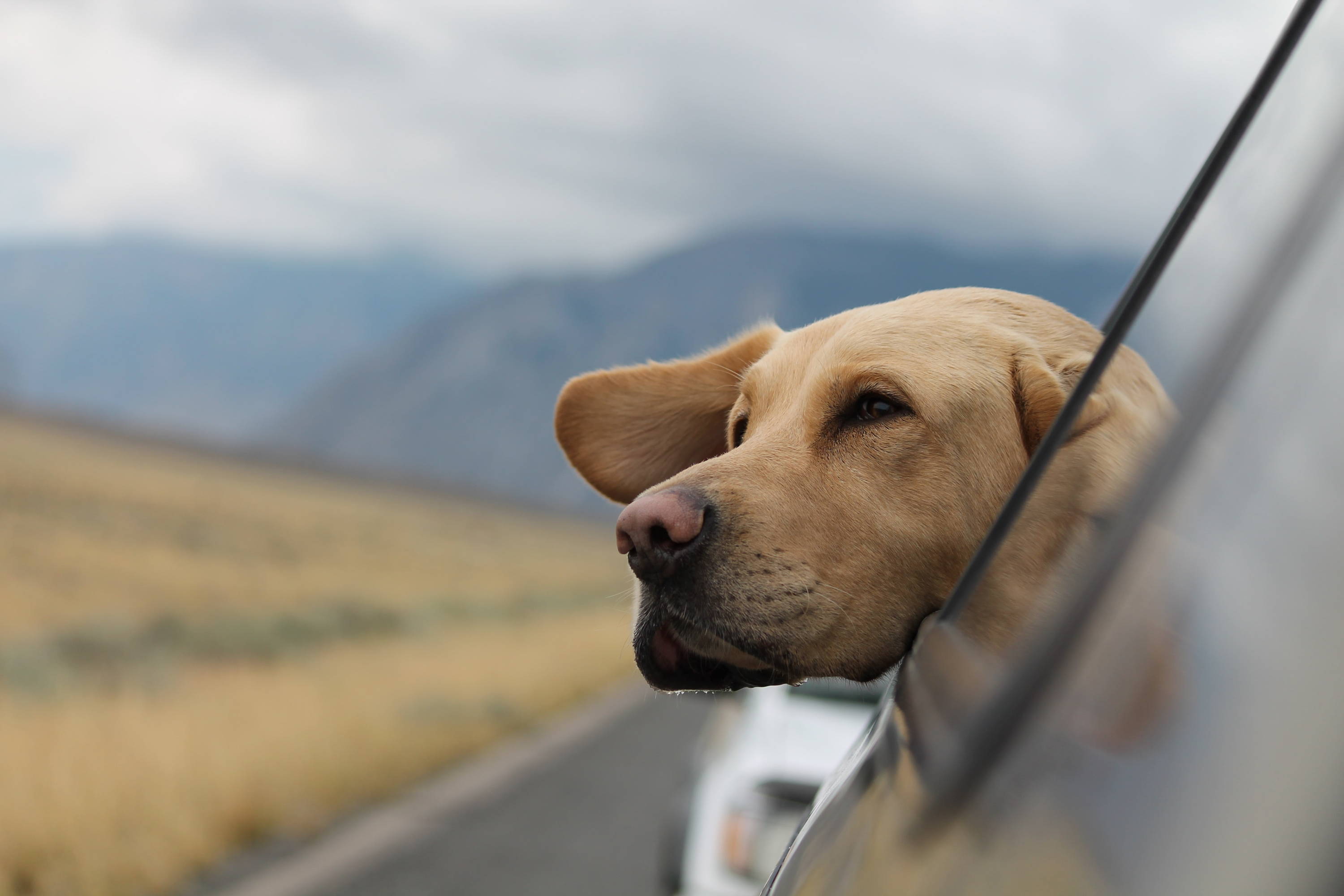 ¿Te vas de viaje? ¡Prepara la maleta de tu perro!