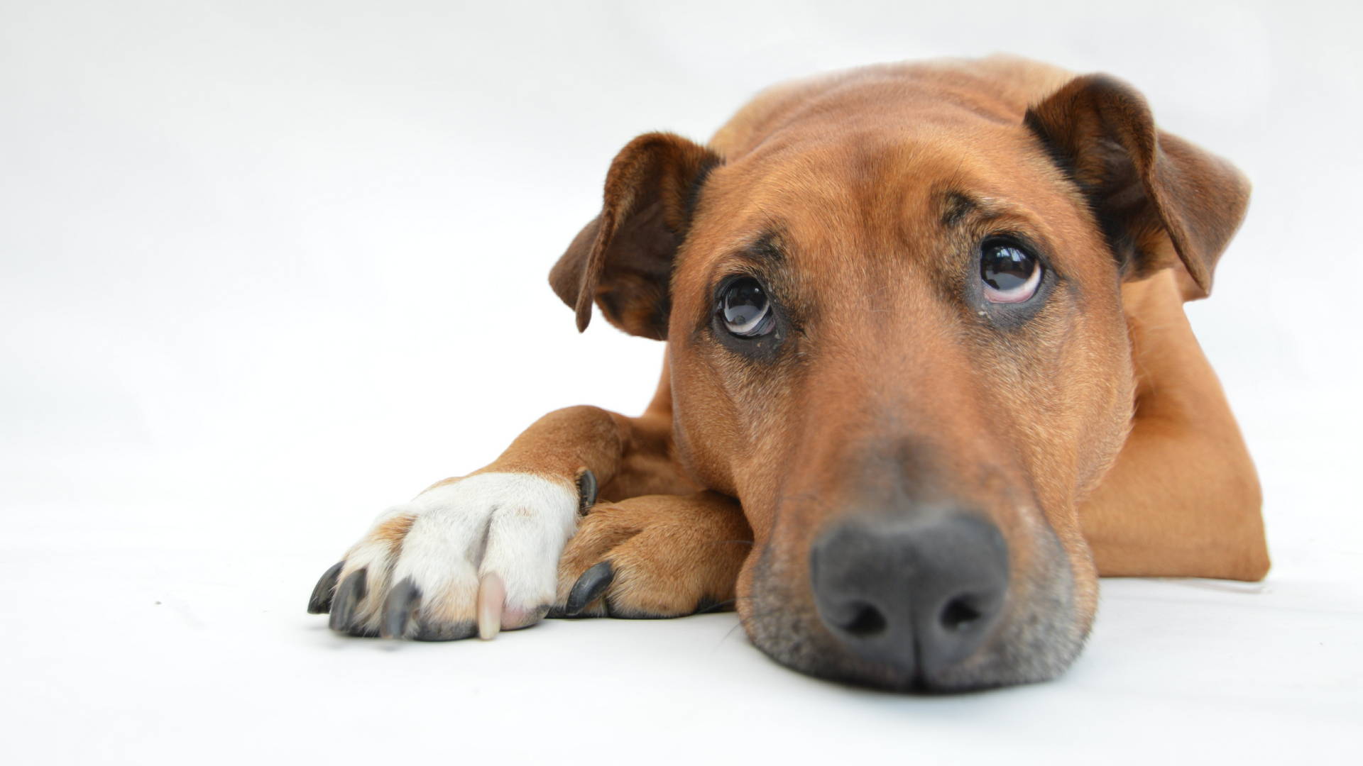 se puede tratar la displasia de cadera en perros