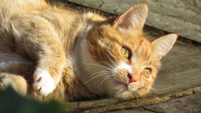 Cómo protejo a mi gato del calor