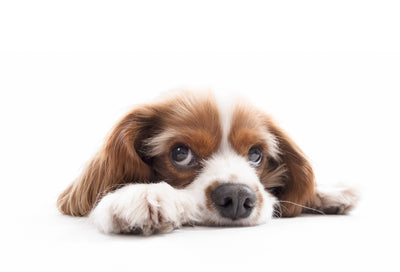 Cómo afectan las mudanzas a tu mascota