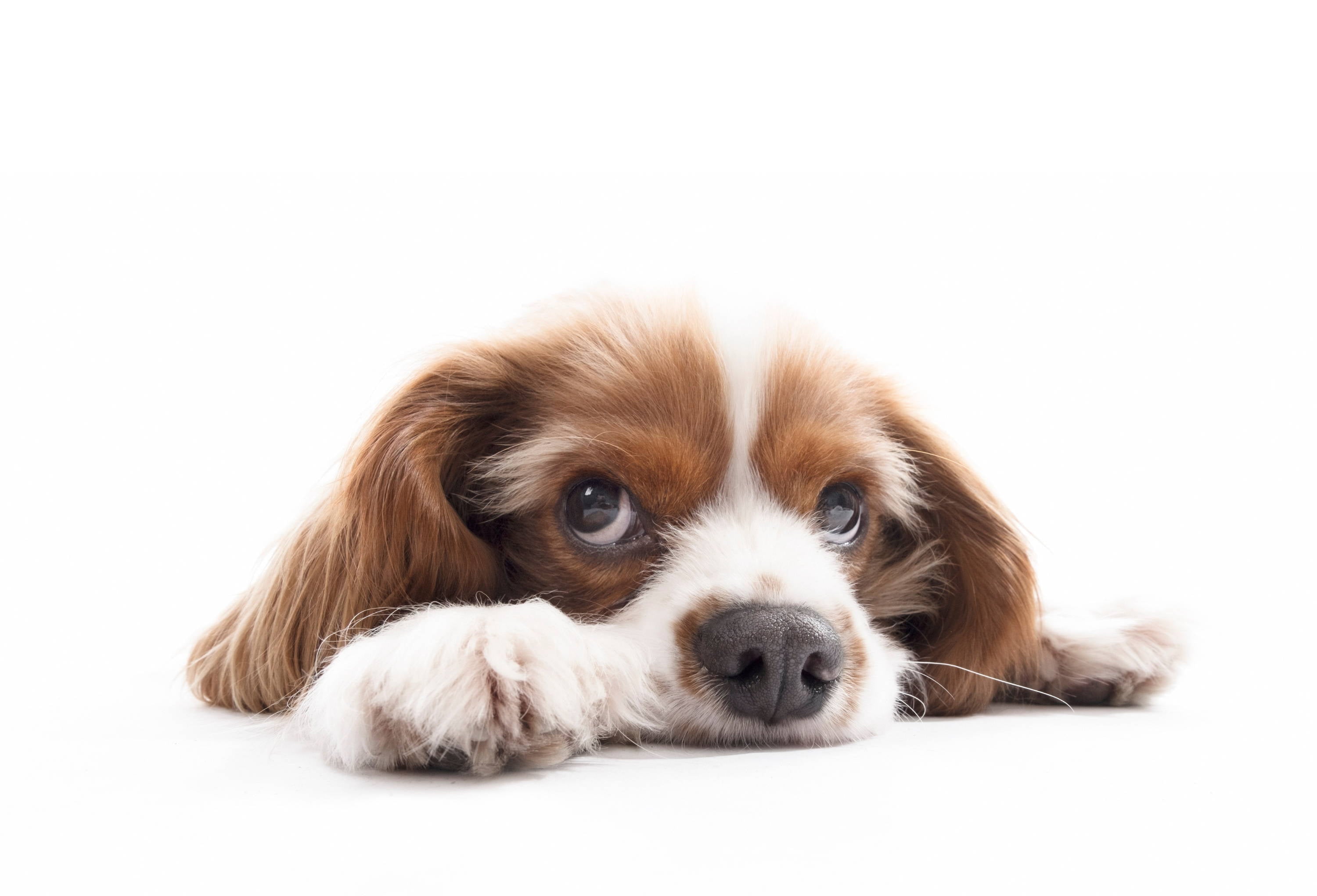 Cómo afectan las mudanzas a tu mascota