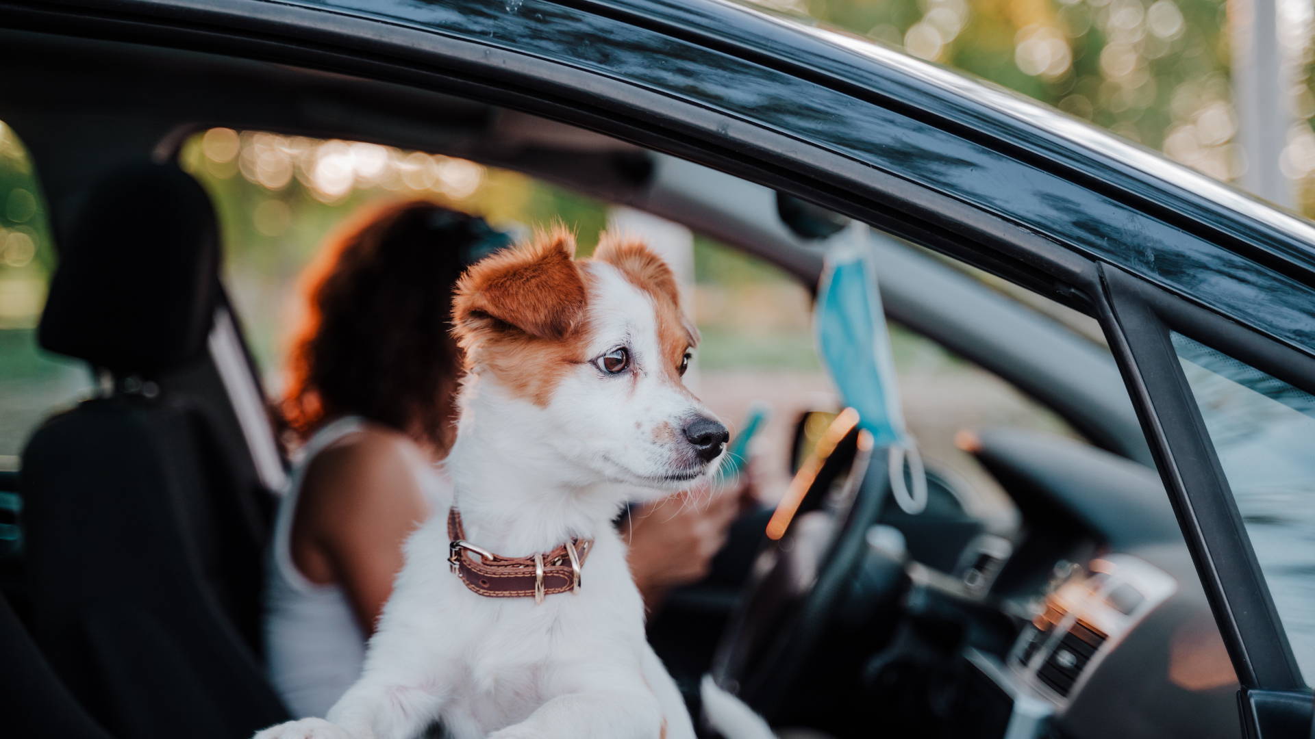 De viaje con tu mascota, que llevar!