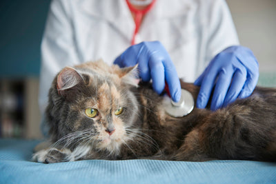 ¿Llevar al veterinario a mi gato?