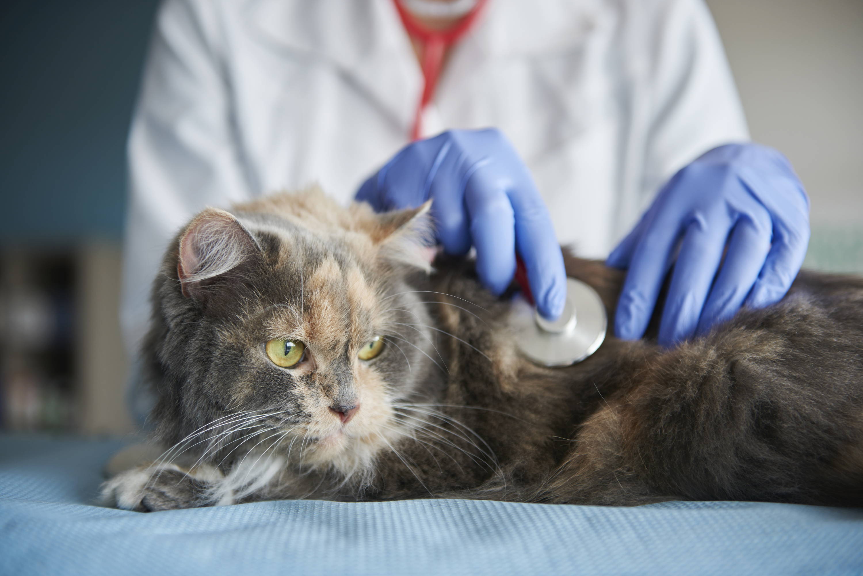 ¿Llevar al veterinario a mi gato?