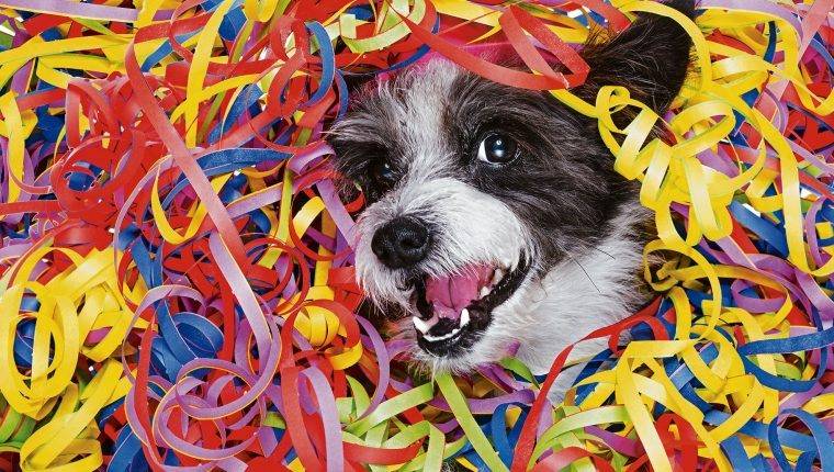 Celébrale el día a tu perro