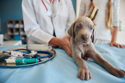 Enfermedades que pueden transmitir las mascotas y cómo prevenirlas