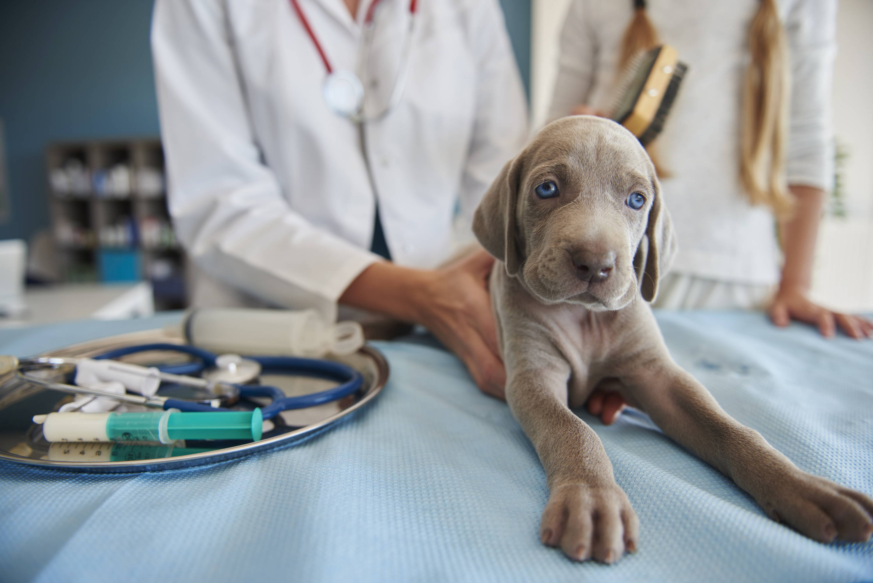 Enfermedades que pueden transmitir las mascotas y cómo prevenirlas