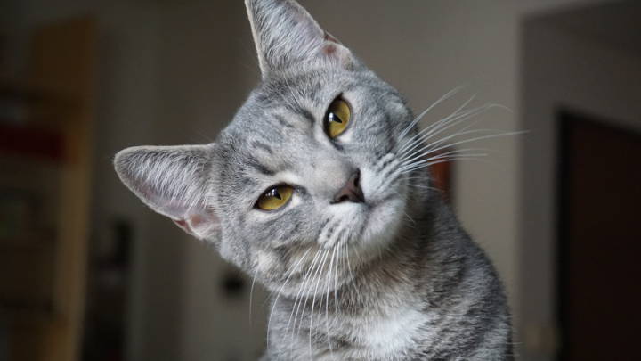 Todo sobre gatos