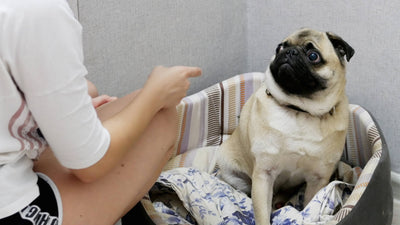 5 errores comunes al retar a un perro