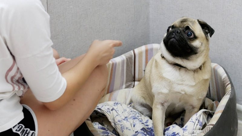 5 errores comunes al retar a un perro – Arca de Noe
