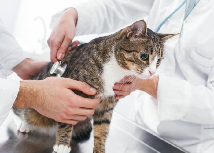 ¿Cómo identificar si mi gato está enfermo?