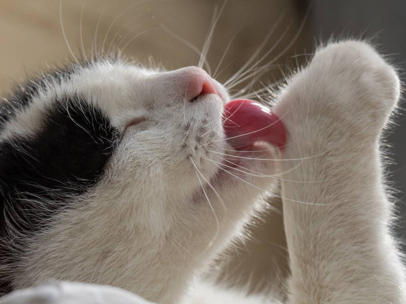 El ritual del Acicalado Felino