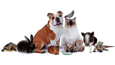 Lo que no le debe faltar a tu mascota