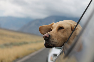 ¿Te vas de viaje? ¡Prepara la maleta de tu perro!