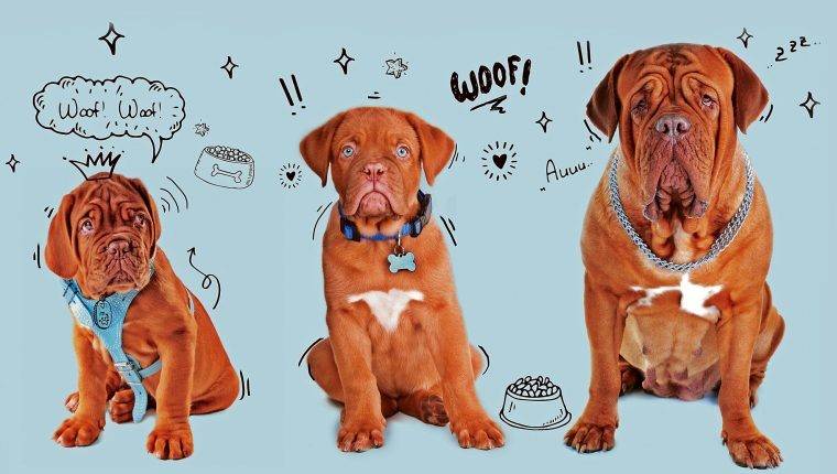 El crecimiento de tu cachorro paso a paso