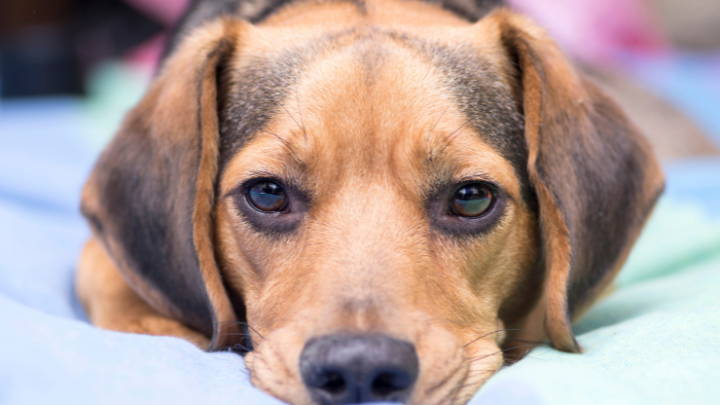 ¿Tienes un perro al que le cuesta respirar?