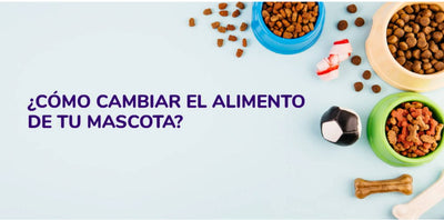 Cómo cambiar el alimento de tu perro en 4 simples pasos