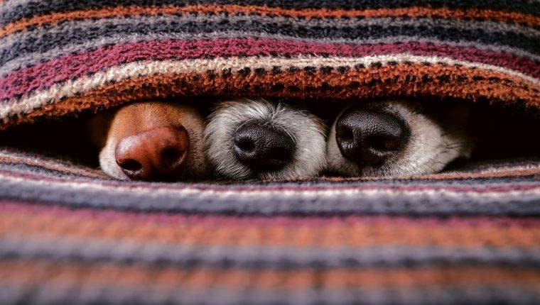 ¿Cómo cuidar a tu mascota del frío?