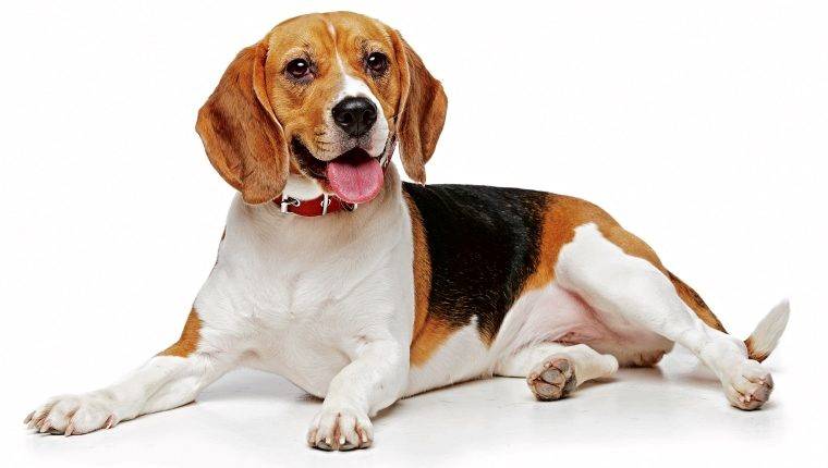 Alimentos de temporada dañinos para las mascotas