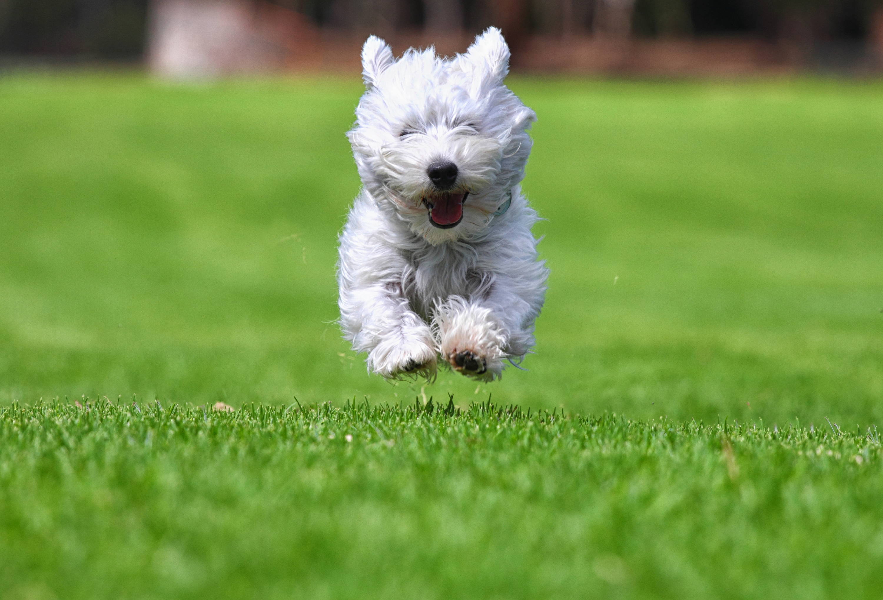 Cómo evitar que tu perro se escape de tu hogar