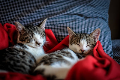 5 artículos fundamentales para cuidar de tu gato